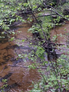 Photo 15 - Slagle Creek