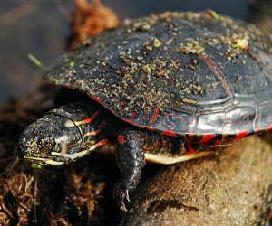 turtle-2013