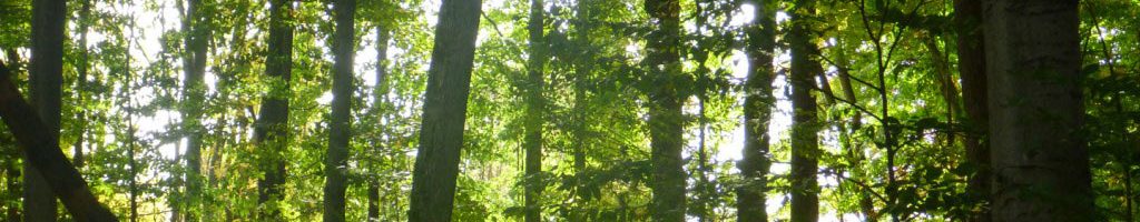 trees-img